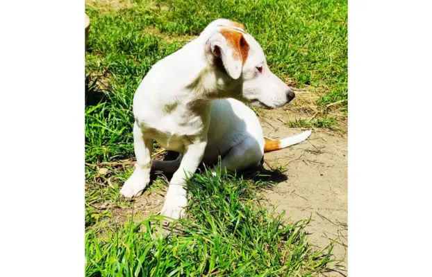 Jack Russell Terrier–wierny,sprytny,gotowy na nowe przygody. 5