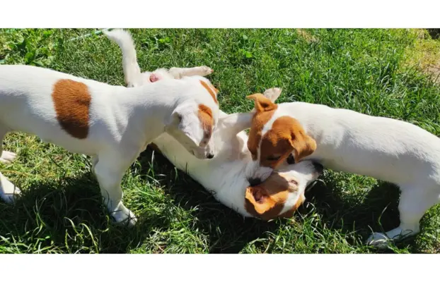 Jack Russell Terrier–wierny,sprytny,gotowy na nowe przygody. 6