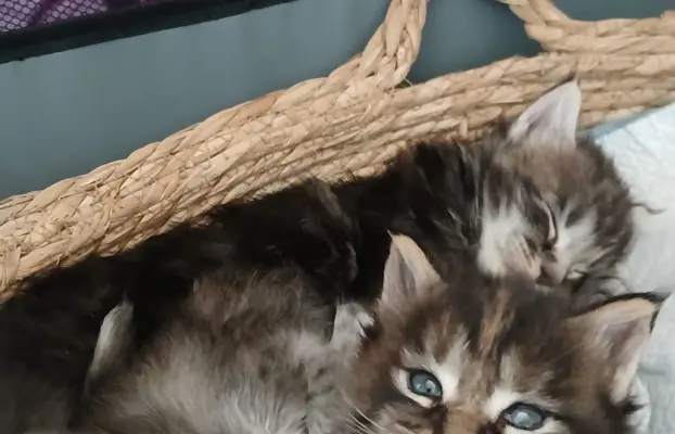 Śliczne Kotki Maine Coon 1