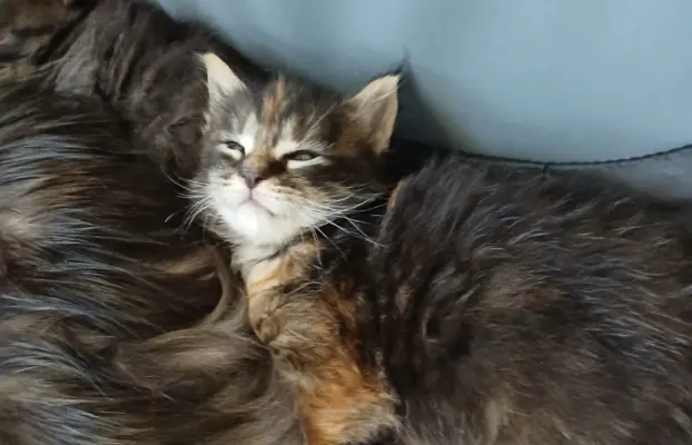 Śliczne Kotki Maine Coon 2