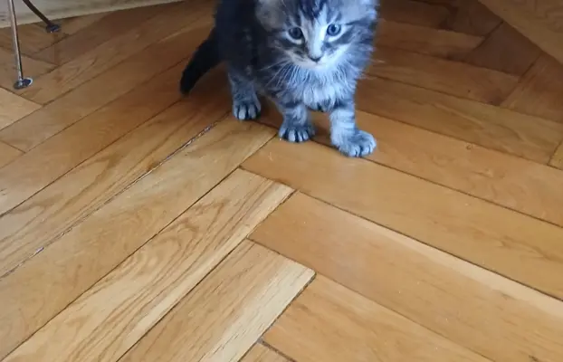 Śliczne Kotki Maine Coon 3