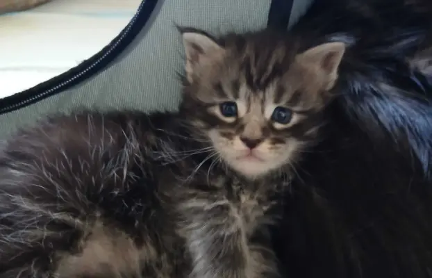 Śliczne Kotki Maine Coon 5