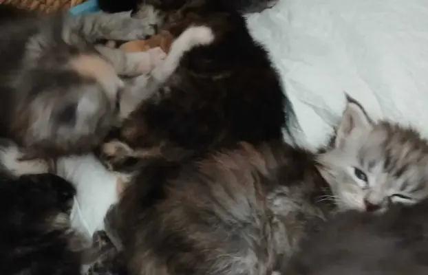 Śliczne Kotki Maine Coon 6