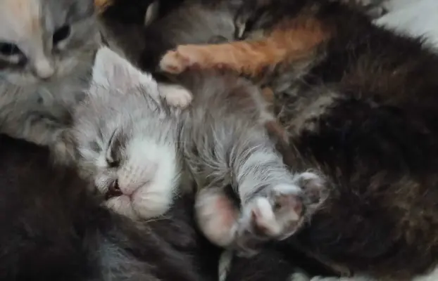 Śliczne Kotki Maine Coon 7