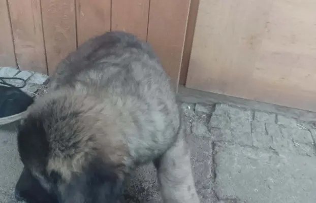 Szczenięta owczarka kaukazkiego 3