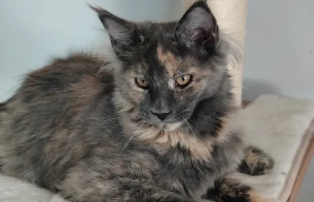 Kotka Lea Maine coon 2