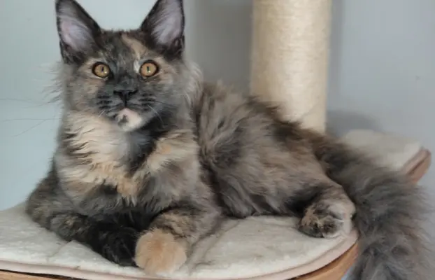 Kotka Lea Maine coon 3