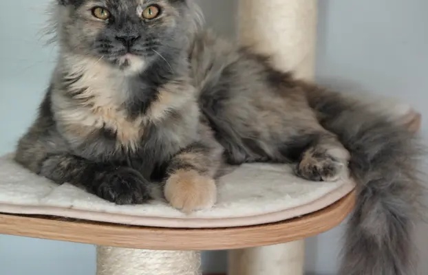 Kotka Lea Maine coon 4