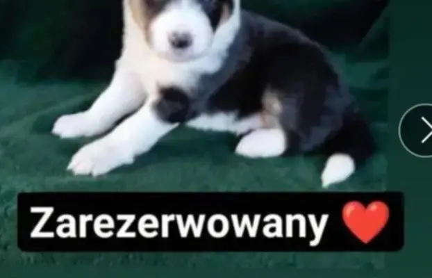 Dwa pieski rasowe ❤️ 3