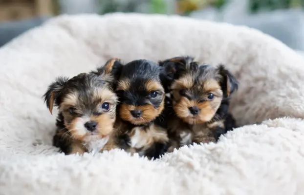 Yorkshire terrier 1
