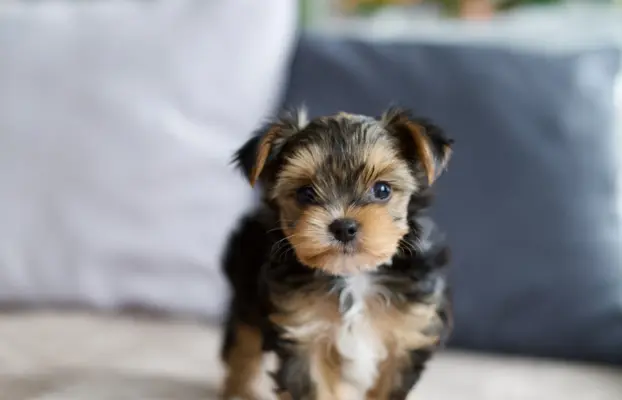 Yorkshire terrier 3
