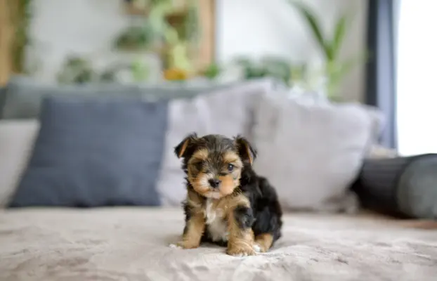 Yorkshire terrier 4