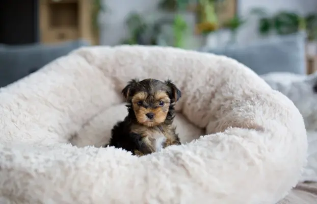 Yorkshire terrier 5