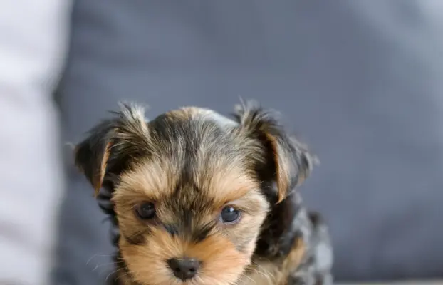 Yorkshire terrier 6