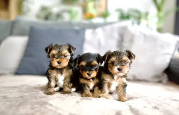 Yorkshire terrier 7