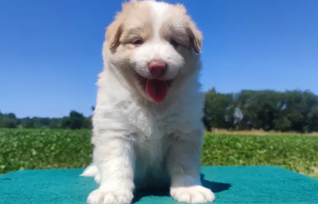 Border Collie - Rasowy pies maści ee-red, komplet dok. 1