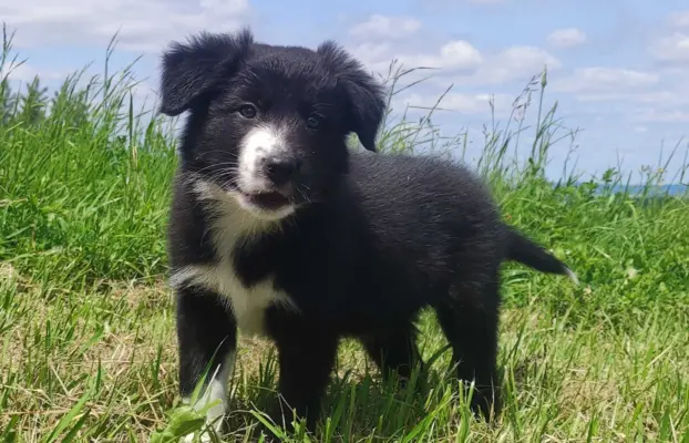 Pies Border Collie - Rasowy szczeniak z Hodowli, pełna dok. 1