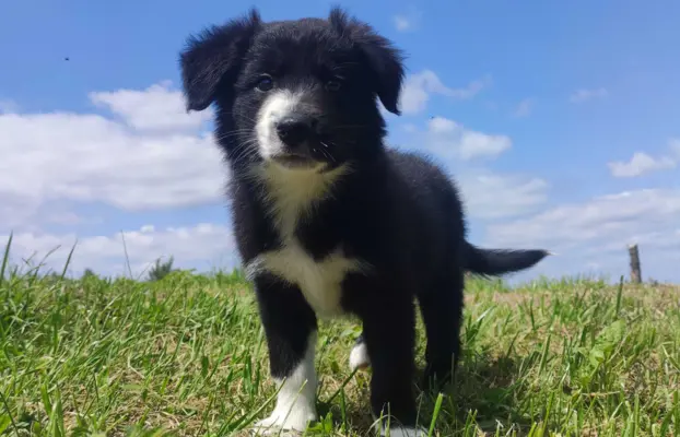 Pies Border Collie - Rasowy szczeniak z Hodowli, pełna dok. 3