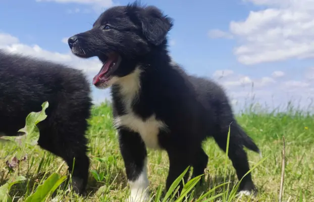Pies Border Collie - Rasowy szczeniak z Hodowli, pełna dok. 4
