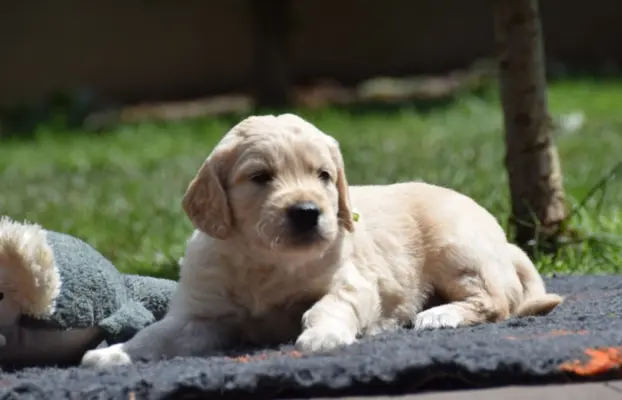 Golden Retriever szczenięta ZKWP FCI 1