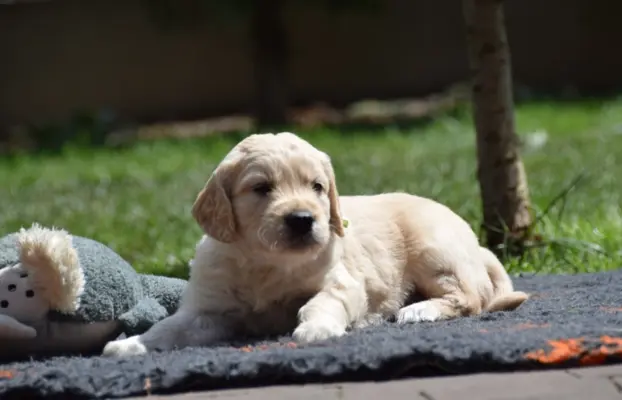 Golden Retriever szczenięta ZKWP FCI 2