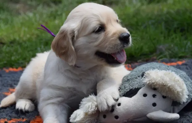 Golden Retriever szczenięta ZKWP FCI 3