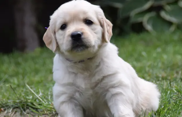Golden Retriever szczenięta ZKWP FCI 5