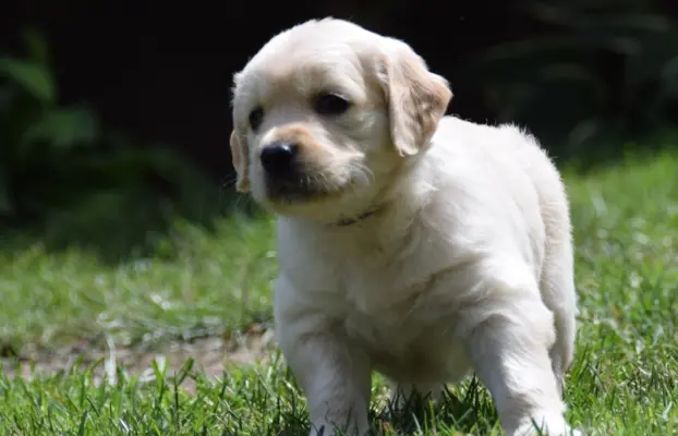 Golden Retriever szczenięta ZKWP FCI 6