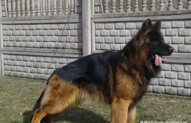 Owczarek niemiecki długowłosy z rodowodem 6