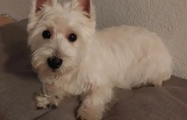 Szczeniaki West Highland White Terrier 1