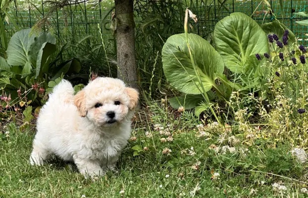 Bichon frise po MultiChampionie, 4
