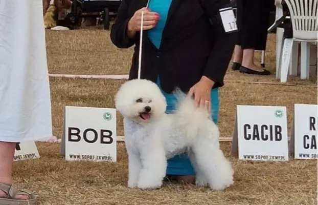 Bichon frise po MultiChampionie, 5