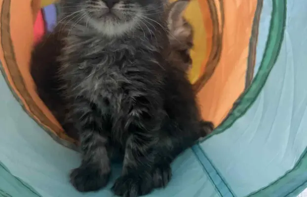 Śliczne Kotki Maine Coon 2