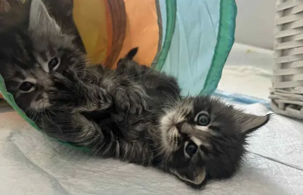 Śliczne Kotki Maine Coon 3