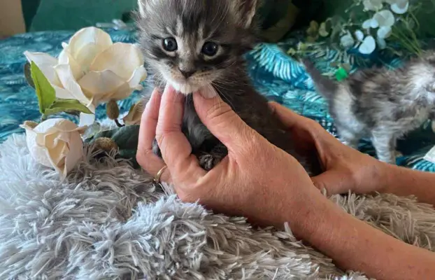 Śliczne Kotki Maine Coon 4