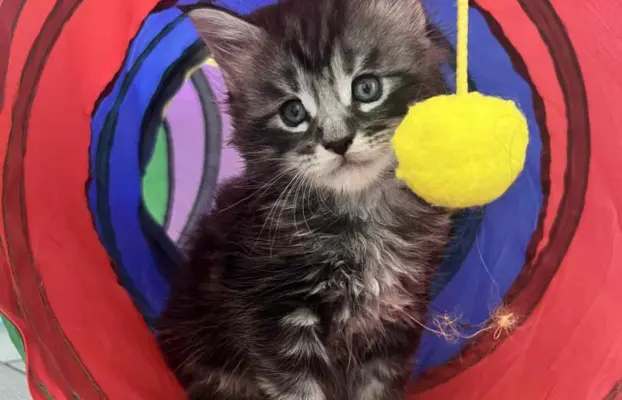 Śliczne Kotki Maine Coon 1