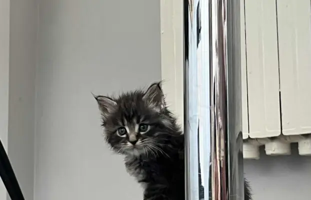 Śliczne Kotki Maine Coon 5