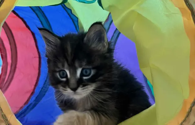 Śliczne Kotki Maine Coon 6