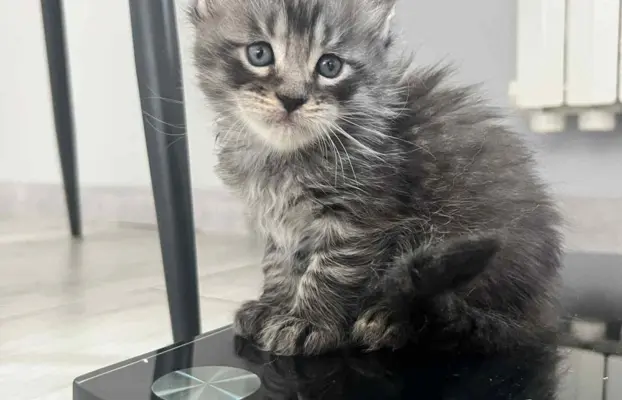 Śliczne Kotki Maine Coon 7
