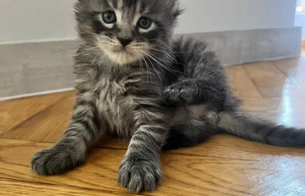 Śliczne Kotki Maine Coon 8