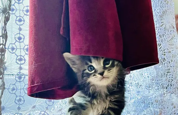 Śliczne Kotki Maine Coon 9