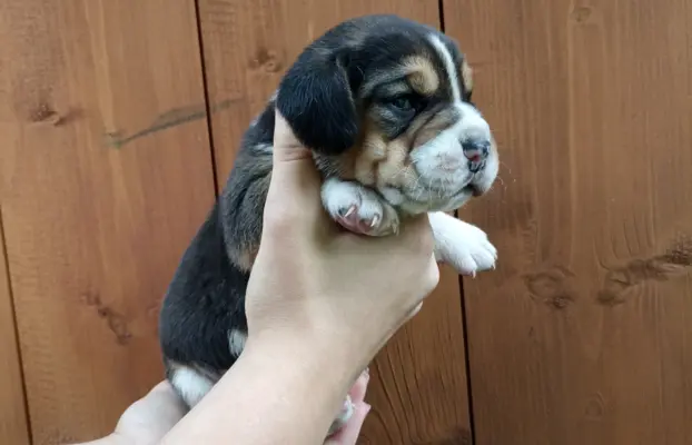Szczeniaki beagle do rezerwacji 3