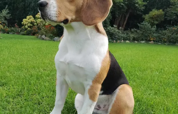 Szczeniaki beagle do rezerwacji 7