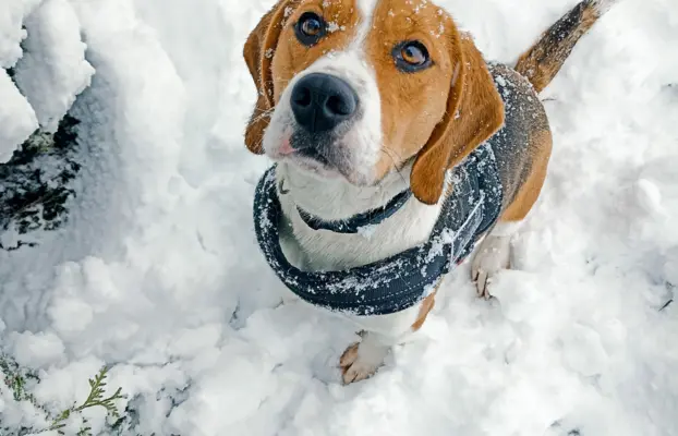 Szczeniaki beagle do rezerwacji 8