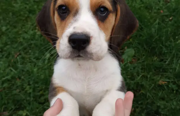 Szczeniaki beagle do rezerwacji 9
