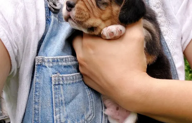 Szczeniaki beagle do rezerwacji 4