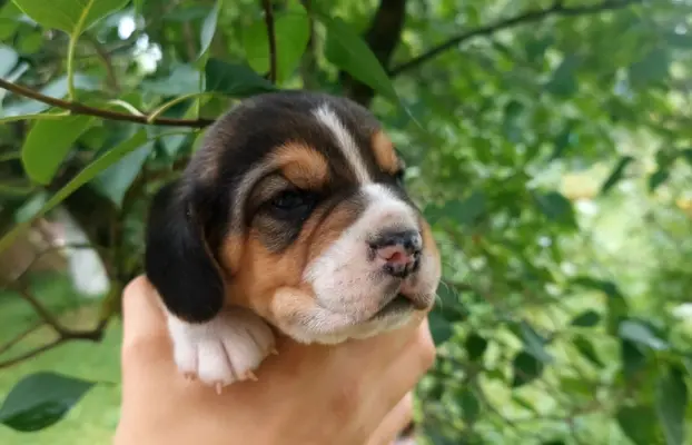 Szczeniaki beagle do rezerwacji 2