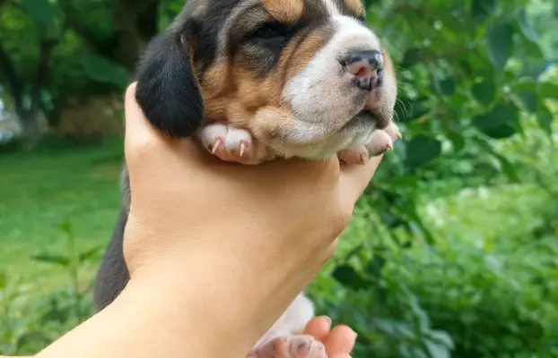 Szczeniaki beagle do rezerwacji 1