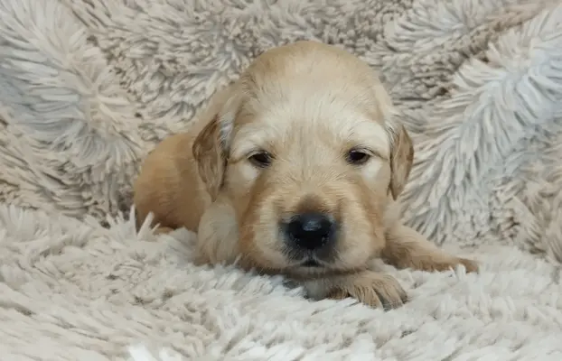 Szczeniaki golden retriever 2