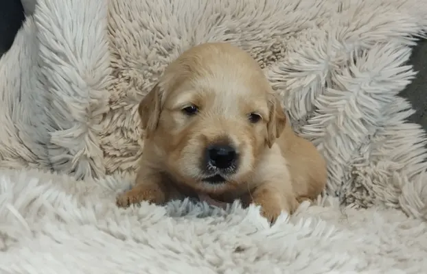 Szczeniaki golden retriever 3